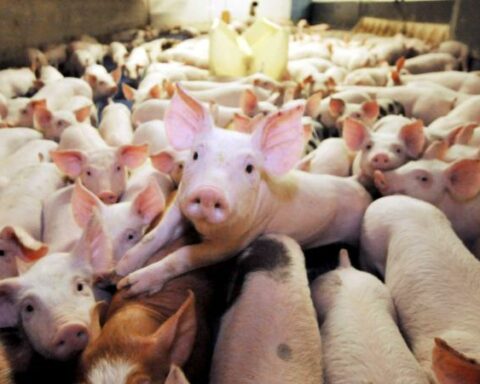 Pork production will grow 6.9% by the end of 2022