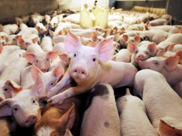 Pork production will grow 6.9% by the end of 2022