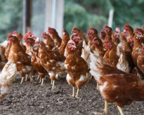 Poultry activity has not yet recovered after the National Strike