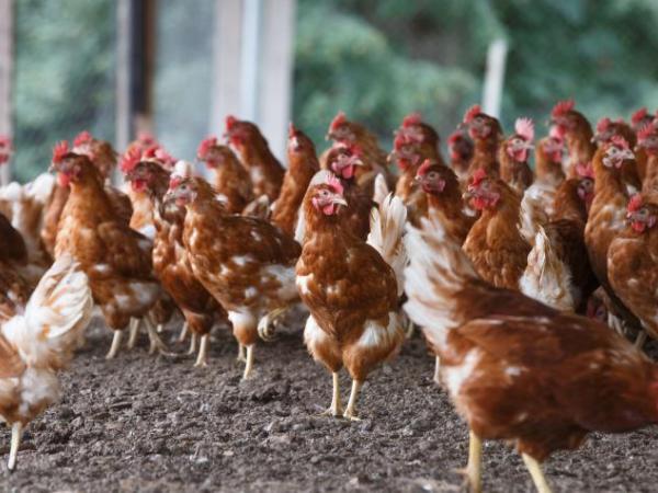Poultry activity has not yet recovered after the National Strike