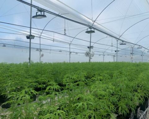 Producers call for 'urgent regulation' of cannabis use