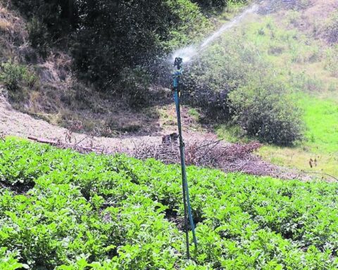 Pucará: they invest more than 3 million soles in technical irrigation