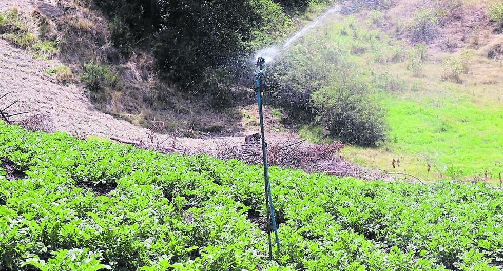 Pucará: they invest more than 3 million soles in technical irrigation