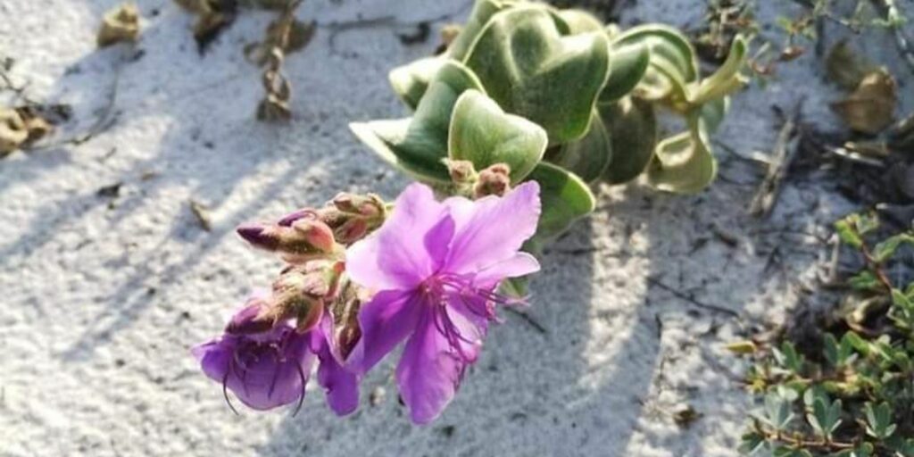 Rare plant species returns to its original environment in Cabo Frio