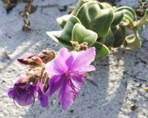 Rare plant species returns to its original environment in Cabo Frio