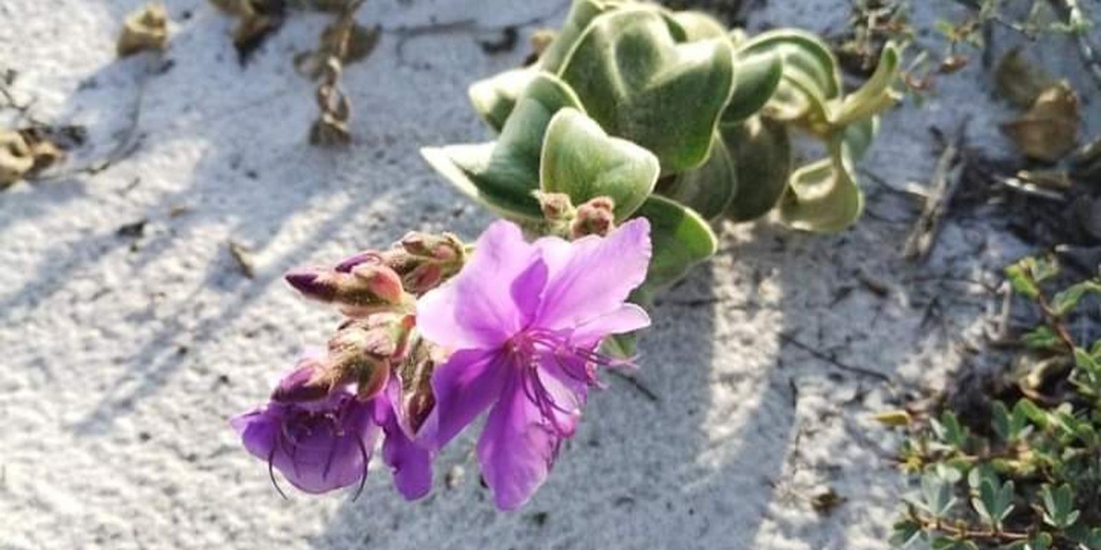 Rare plant species returns to its original environment in Cabo Frio