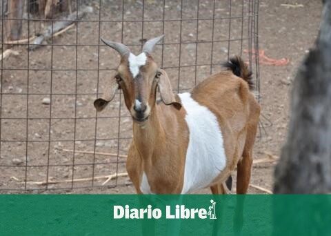 Sanut will hold the Second Sheep Fair