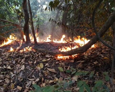 Seven forest fires put Santa Cruz on alert again