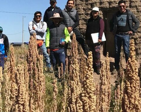 Small Quinoa Producers Conquer US and European Markets