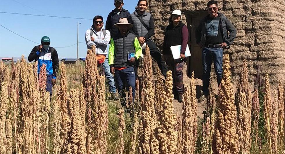 Small Quinoa Producers Conquer US and European Markets