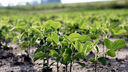 Soybean planting needs 100 millimeters of rain in December