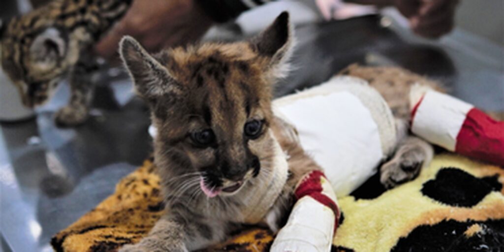 Stuffed animals help to welcome rescued wild animals