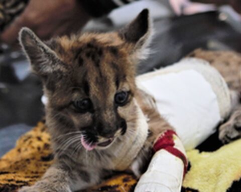 Stuffed animals help to welcome rescued wild animals