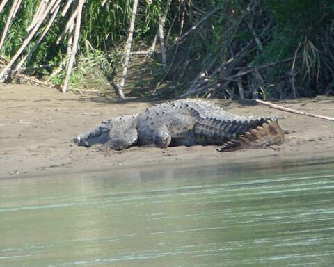 Suspend search for the body of the Nicaraguan boy attacked by a crocodile in Costa Rica