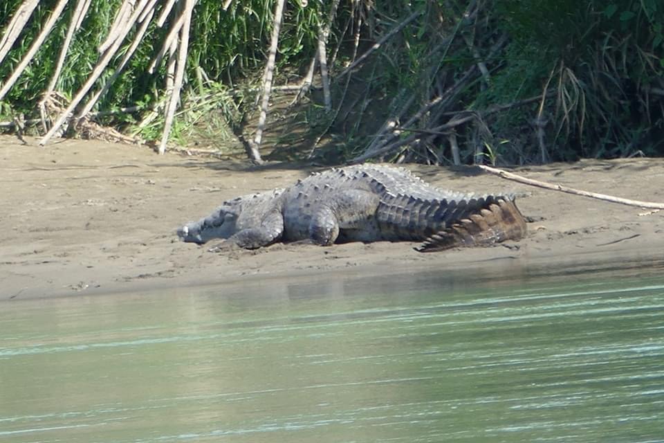 Suspend search for the body of the Nicaraguan boy attacked by a crocodile in Costa Rica