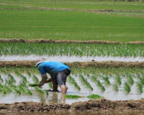 Suspension of sanctions against Colombia for re-entry of Peruvian rice to said market is announced