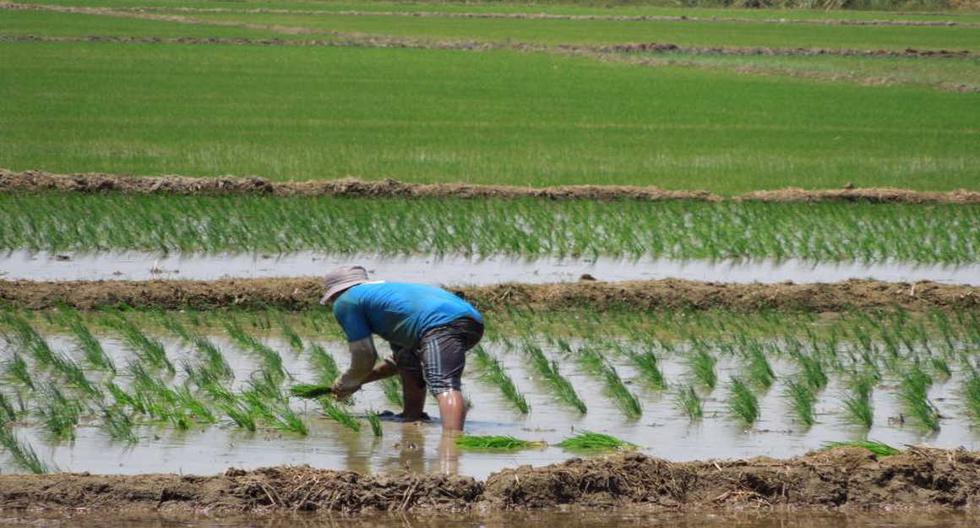 Suspension of sanctions against Colombia for re-entry of Peruvian rice to said market is announced