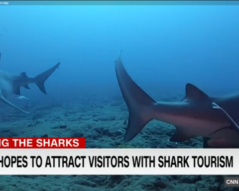 Nadar con tiburones en Cuba