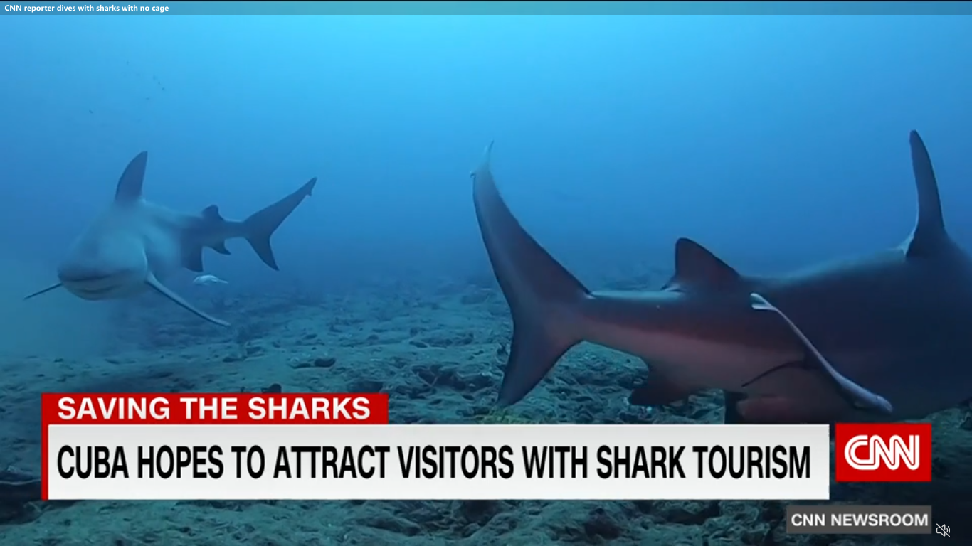 Nadar con tiburones en Cuba