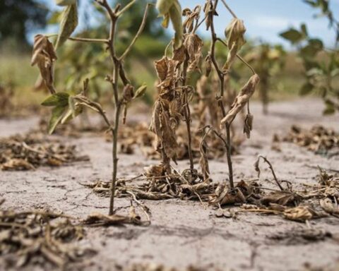 The Agrarian Federation demanded speed from the Government to attend to the agricultural emergency