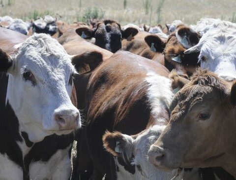 The Uruguayan bovine stock was reduced by about 300,000 heads
