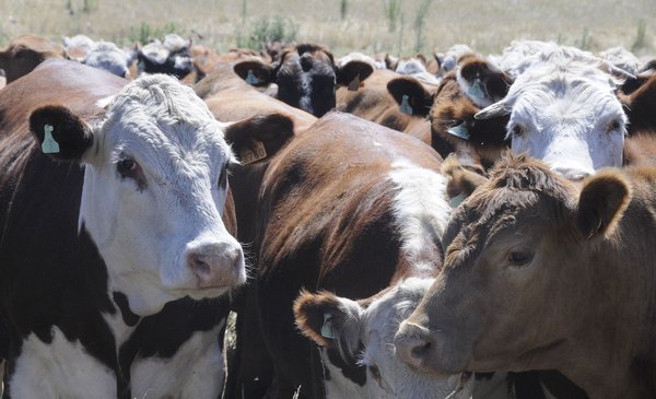 The Uruguayan bovine stock was reduced by about 300,000 heads