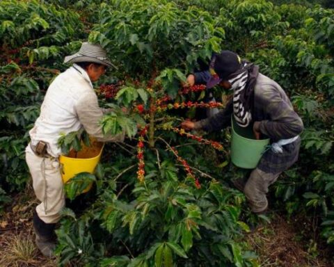 The call to coffee growers to take advantage of the high price of coffee