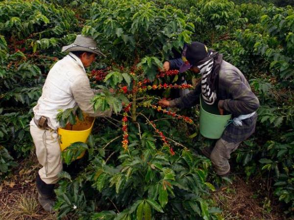 The call to coffee growers to take advantage of the high price of coffee