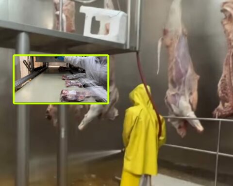 ¿Afectaría reabrir los mataderos en Colombia a los frigoríficos?