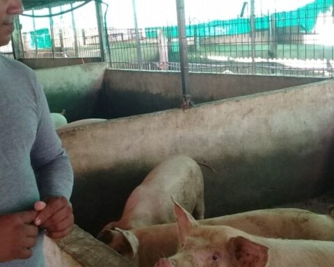 The farmers of Sancti Spíritus try to raise the production of pork