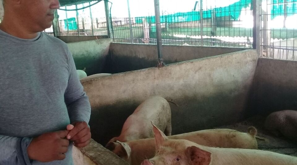 The farmers of Sancti Spíritus try to raise the production of pork