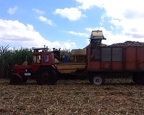 The harvest begins in Cuba after the worst planting of sugarcane in more than a century