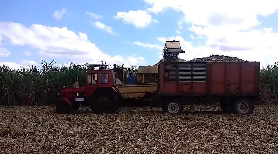 The harvest begins in Cuba after the worst planting of sugarcane in more than a century