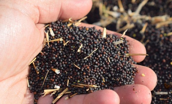 The harvest of the grain that beat the drought is almost ready