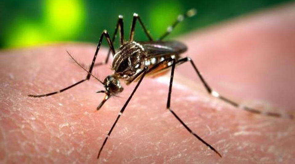 The lack of means leaves in Santiago de Cuba the highest number of dengue outbreaks in 15 years