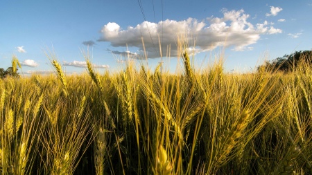 The rains will speed up soybean planting and stop the deterioration of wheat