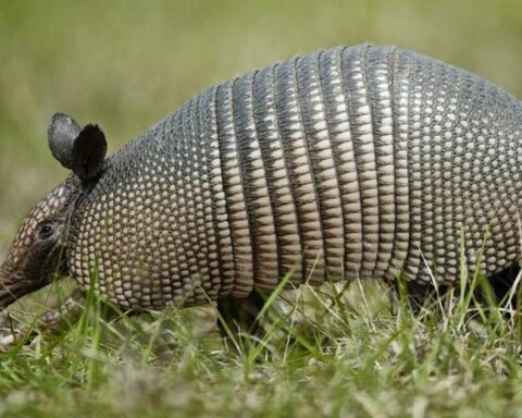 The test with armadillos that revealed that the leprosy bacterium can regenerate organs