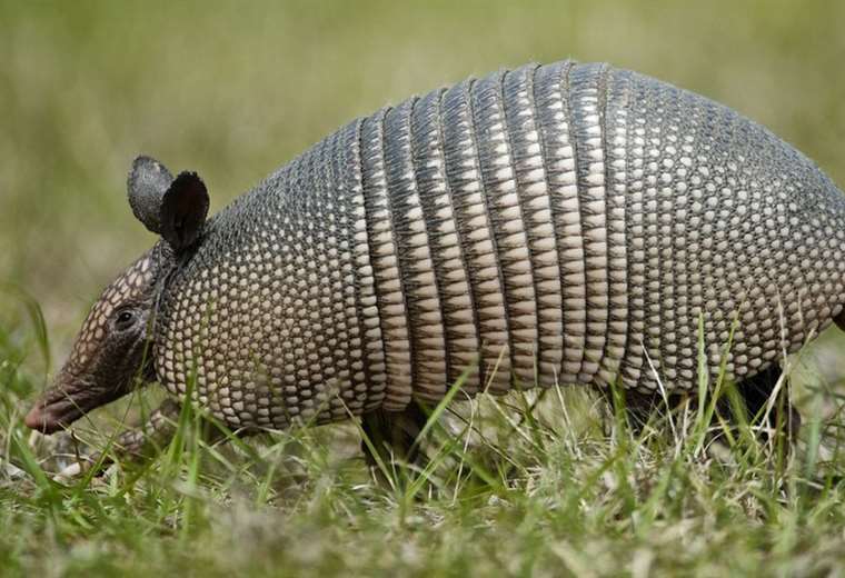 The test with armadillos that revealed that the leprosy bacterium can regenerate organs