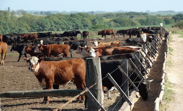 The value of livestock rises and the export price falls