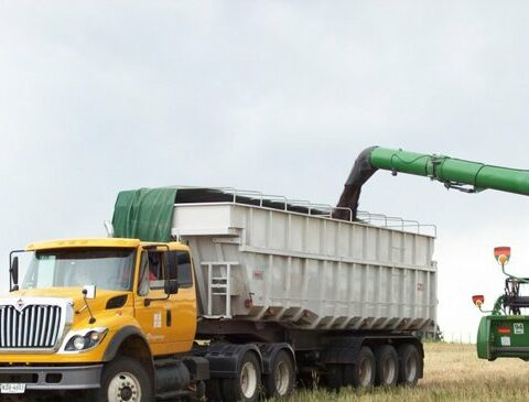 There will be 74,500 truck trips to transport the grain harvest
