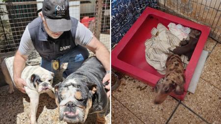 They closed an illegal dog kennel in Villa Urquiza