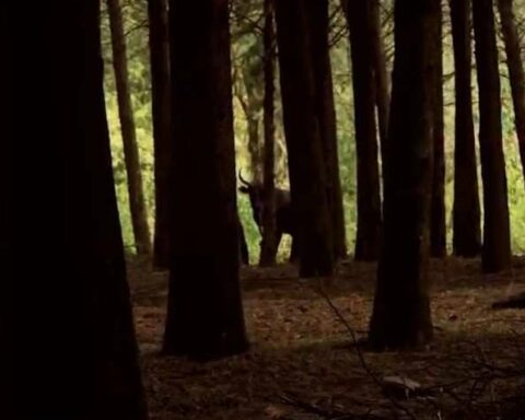 They present the poster for Buey Rojo Sangre, the new film by Rodrigo Bellott