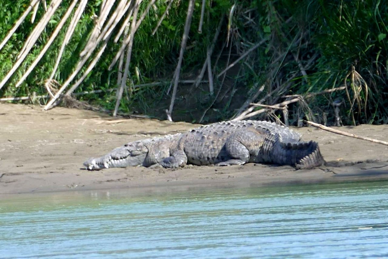 They sacrifice a crocodile that devoured a Nicaraguan child in Costa Rica