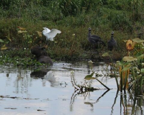 They study building a nature reserve for hundreds of species