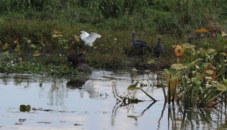 They study building a nature reserve for hundreds of species