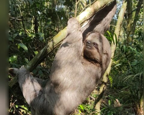 Tijuca National Park is home to the largest sloth in an urban forest