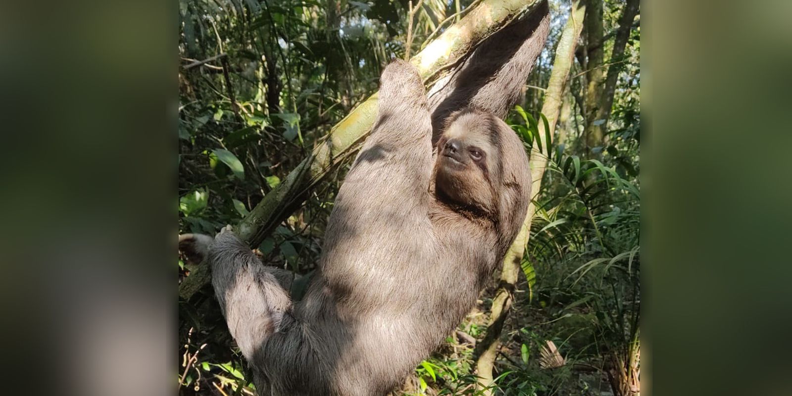 Tijuca National Park is home to the largest sloth in an urban forest