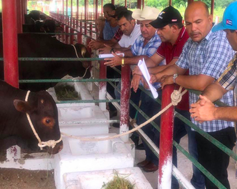 Turiguanó cows do not have a bull to mount them