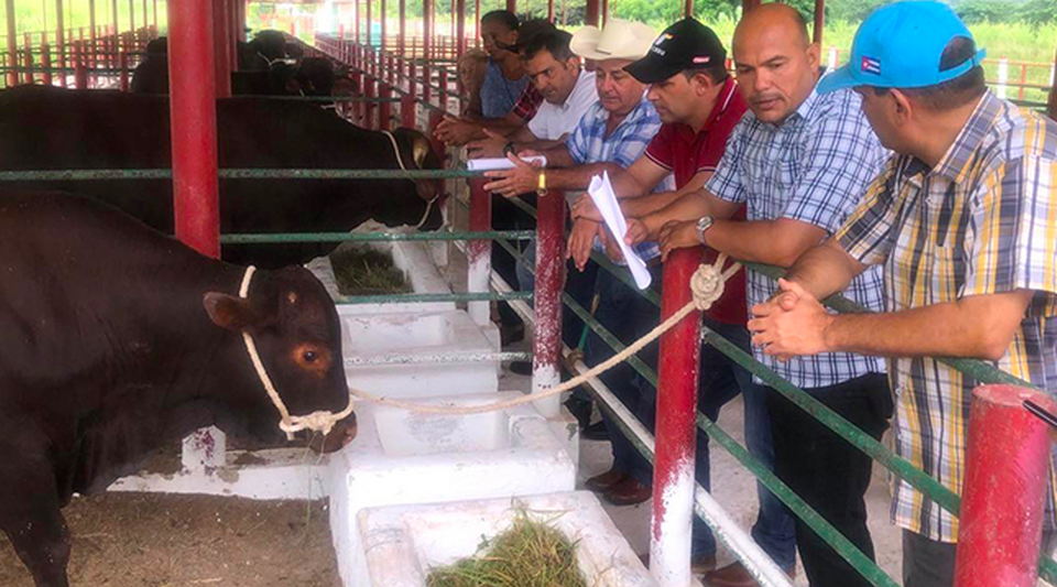 Turiguanó cows do not have a bull to mount them