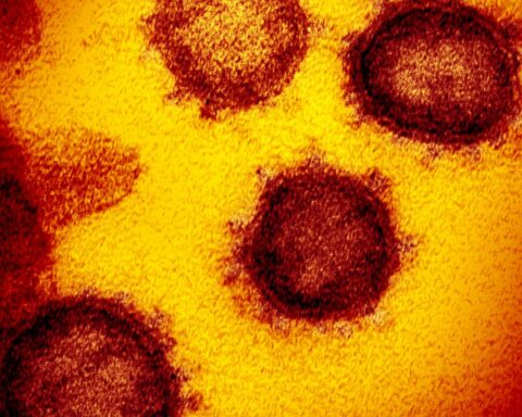 Two new strains of coronavirus identified in Brazil